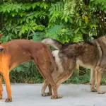 Mulher se apaixona, abandona a vida de luxo e vai morar na selva