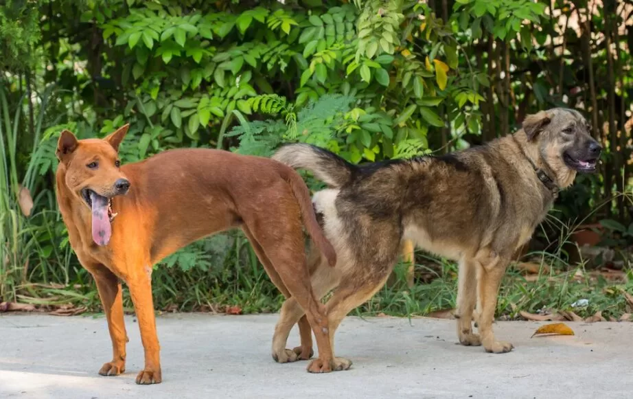 O comportamento reprodutivo canino - Imagem Via Google