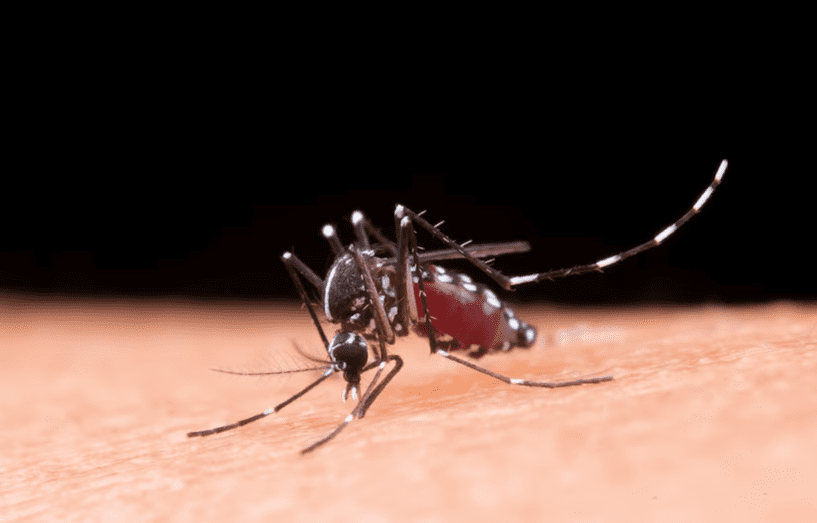 A diferença entre Dengue classica e dengue hemorráica - Imagem via Jcomp no Freepik