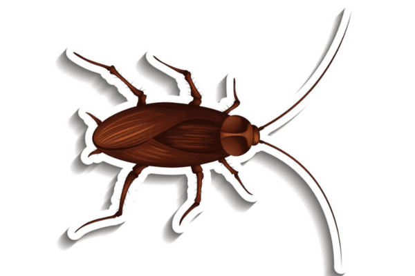 Espantar baratas de casa - Imagem via brgfx no Freepik