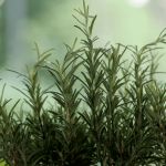 Como identificar se um ovo está estragado?