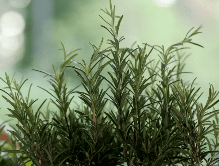 Truques para plantar alecrim - Imagem via Racool_studio no Freepik