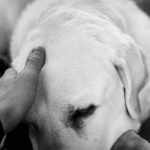 Qual o significado da Orelha Quente e Vermelha