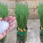 Como Identificar Sinais de Autismo em Adultos