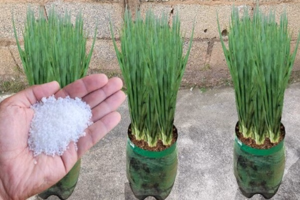 cebolinha forte e saudavel