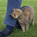 7 tipos de dores que podem indicar problemas graves de saúde