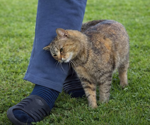 gato se esfrega em você - Imagem via Chatgpt